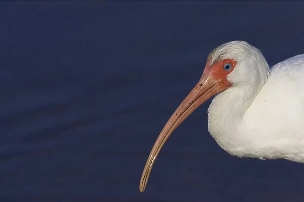 White Ibis - close-up Ding Darling NWR, Florida, USA BI000893