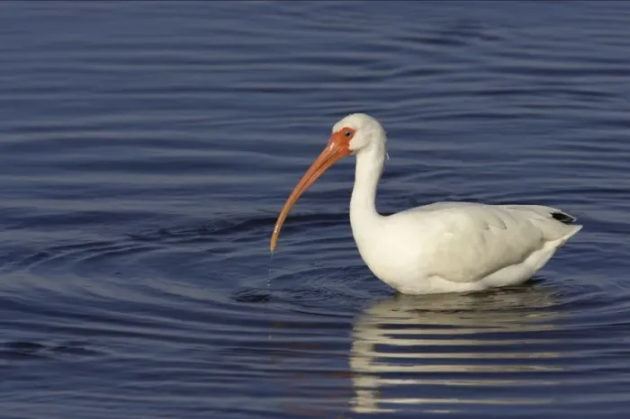 Framed Print : White Ibis - feeding Ding Darling NWR, florida, USA BI000883