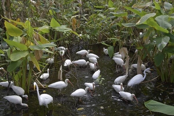 White Ibis - feeding flock in cypress swamp Corkscrew Swamp, florida, USA BI002135