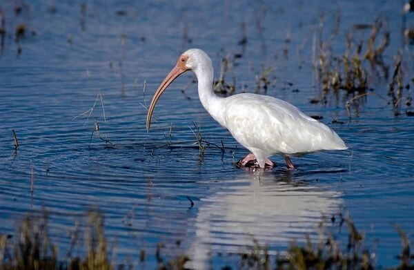 White Ibis - feeding in marsh, Florida east coast, USA 0142