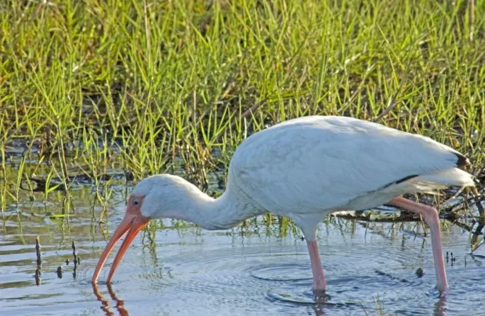 Framed Print : White Ibis - feeding in marsh USA 0205 Framed Print : White Ibis - feeding in marsh USA 0205