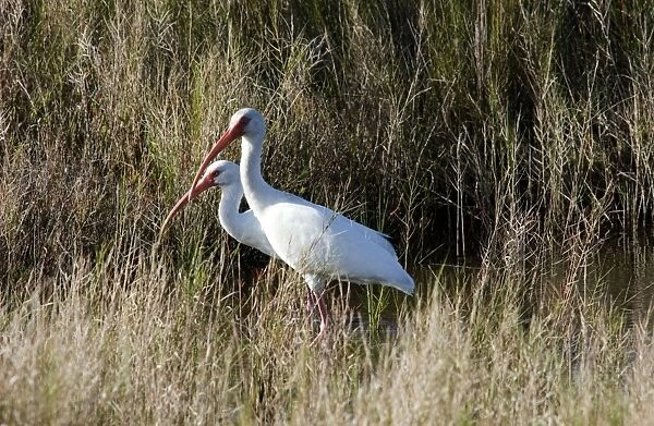 White Ibis - feeding in marsh USA 0228
