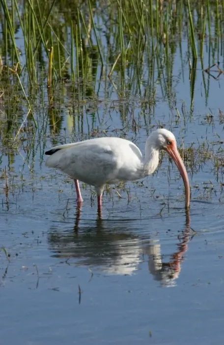 Framed Print : White Ibis - feeding in marsh USA 0290 Framed Print : White Ibis - feeding in marsh USA 0290