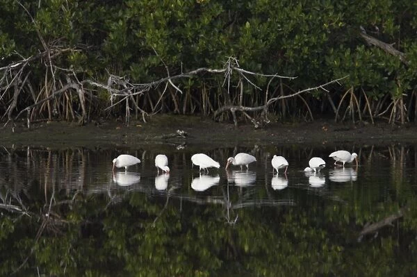 White Ibis - feeding in shelter of mangroves - Ding Darling