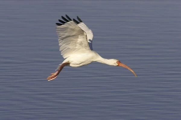 White Ibis - in flight Ding Darling NWR, florida, USA BI000882