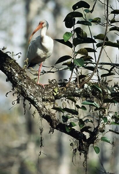 White Ibis - on Pond Apple (Annona glabra)
