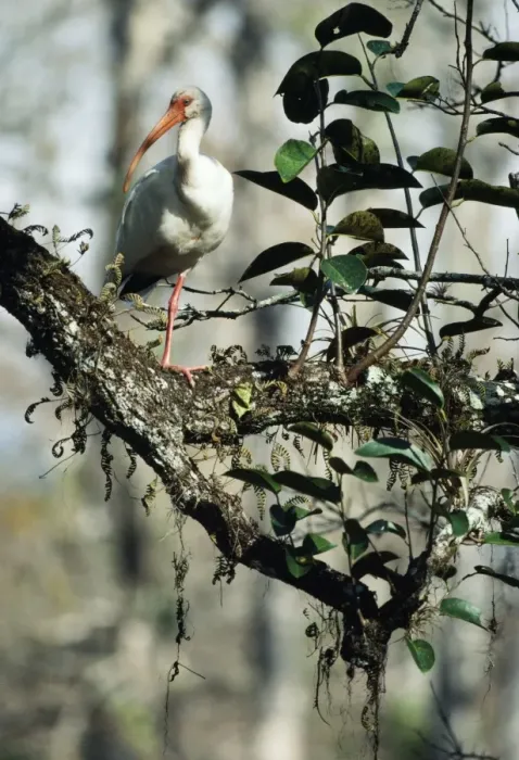 Framed Print : White Ibis - on Pond Apple (Annona glabra) Framed Print : White Ibis - on Pond Apple (Annona glabra)