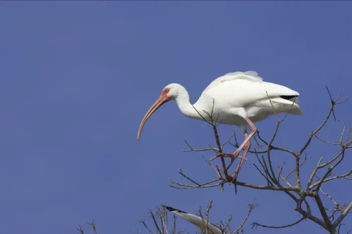Framed Print : White Ibis - in tree Lake Marian, florida, USA BI000911
