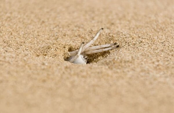White Lady Spider - Busy excavating its burrow - Namib Desert - Namibia - Africa