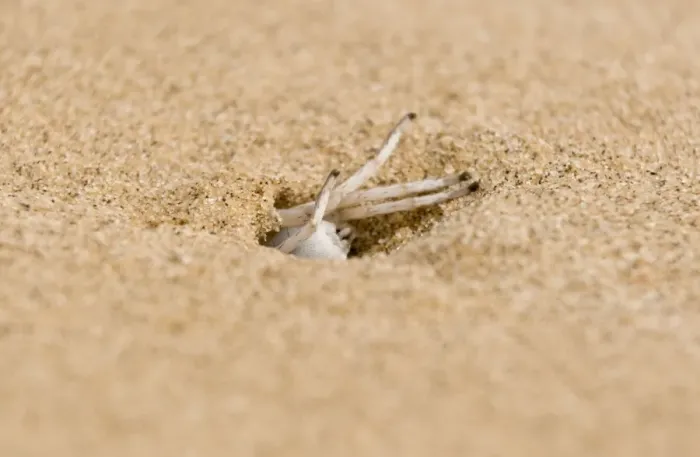 Framed Print : White Lady Spider - Busy excavating its burrow - Namib Desert - Namibia - Africa Framed Print : White Lady Spider - Busy excavating its burrow - Namib Desert - Namibia - Africa