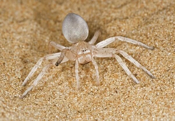 White Lady Spider - Portrait on dune sand with leg raised in a threat display - Namib Desert - Namibia - Africa