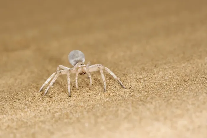 Framed Print : White Lady Spider - Portrait on dune sand - Namib Desert - Namibia - Africa Framed Print : White Lady Spider - Portrait on dune sand - Namib Desert - Namibia - Africa
