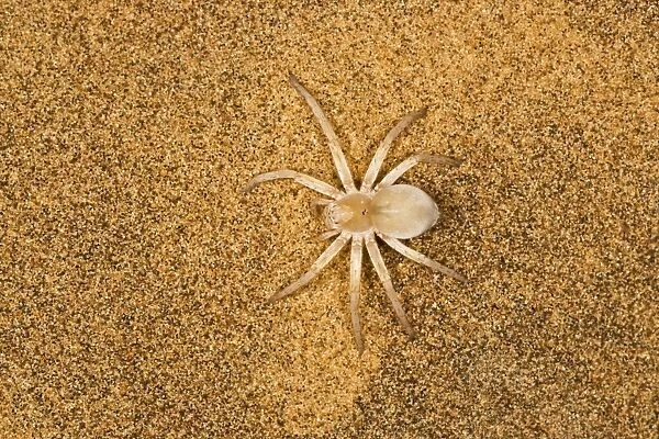 White Lady Spider - Portrait on dune sand - Seen from above - Namib Desert - Namibia - Africa