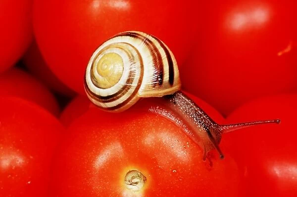 White-lipped Banded SNAIL  /  Humbug Snail - on tomatoes