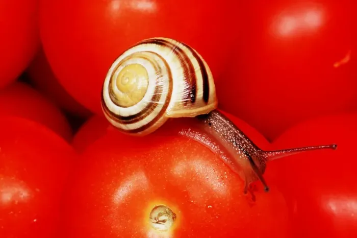Framed Print : White-lipped Banded SNAIL / Humbug Snail - on tomatoes Framed Print : White-lipped Banded SNAIL / Humbug Snail - on tomatoes