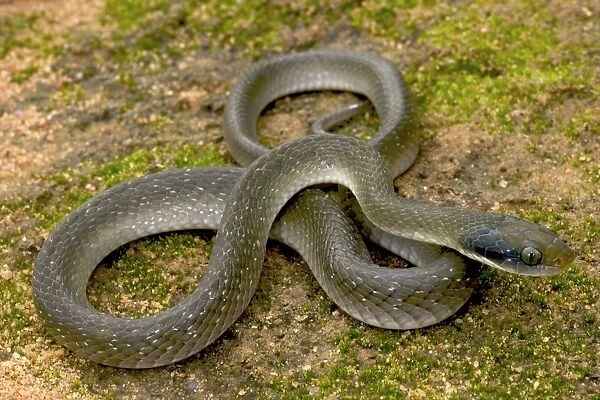 White Lipped Cat Snake - male - Tanzania - Africa