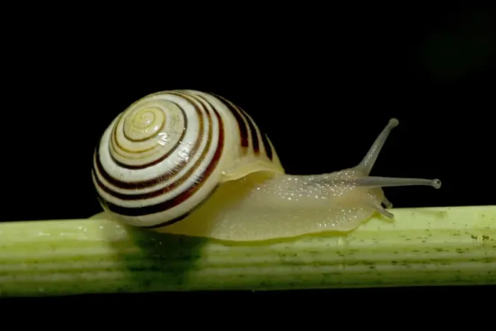 Framed Print : White-lipped Snail (Cepaea hortensis) - England - UK - Found in woods and hedgerows as well as gardens across Britain and Ireland - Feed day and night on grass and low vegetation Framed Print : White-lipped Snail (Cepaea hortensis) - England - UK - Found in woods and hedgerows as well as gardens across Britain and Ireland - Feed day and night on grass and low vegetation