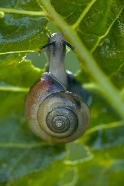 White-lipped Snail (Cepaea nemoralis) Feeding on horseradish leaves (Armoracia rusticana) - England - UK - Found in woods and hedgerows across Britain and Ireland - Favours night-time feeding and after rain on grass