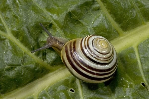 White-lipped Snail - England - UK - Found in woods and hedgerows as well as gardens across Britain and Ireland - Feed day and night on grass and low vegetation