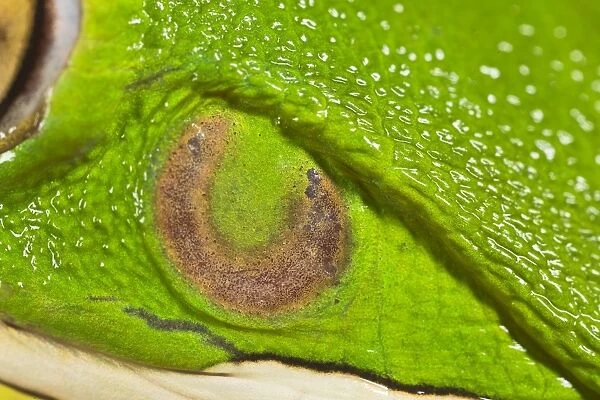 White Lipped Tree Frog - close up of ear - Controlled conditions 15301
