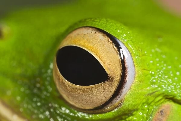 White Lipped Tree Frog - close up of eye - Controlled conditions 15300