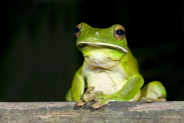 White-lipped Tree Frog - frontal view of an adult sitting on wood in tropical rainforest. In a funny gesture, it put its front feet on top of each other