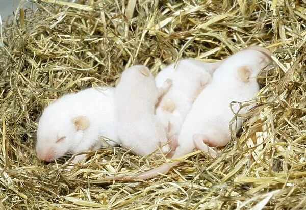 White Mice Litter in straw