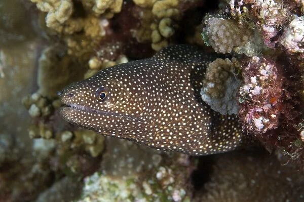 White-mouthed Moray Eel