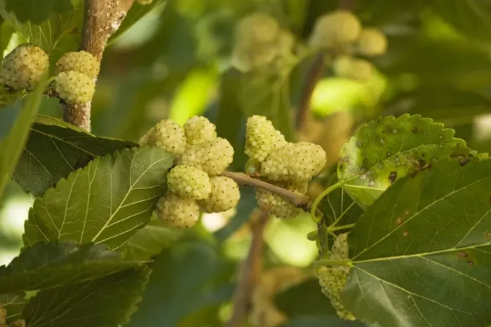 Framed Print : White Mulberry Morus alba with ripe berries. Food of silkworm moths. Greece Framed Print : White Mulberry Morus alba with ripe berries. Food of silkworm moths. Greece