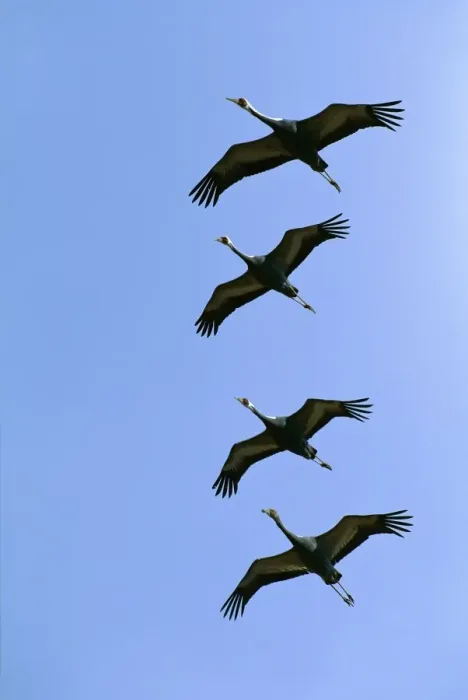 Framed Print : White-naped Crane - Four birds in flight and formation - Arasaki swamps - Kagoshima Prefecture - Kyushu - Japan - central Asia to Japan JPF39809 Framed Print : White-naped Crane - Four birds in flight and formation - Arasaki swamps - Kagoshima Prefecture - Kyushu - Japan - central Asia to Japan JPF39809