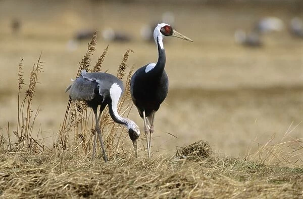 White-naped Crane - Feeding - Arasaki swamps - Kagoshima Prefecture - Kyushu - Japan - central Asia to Japan JPF39815
