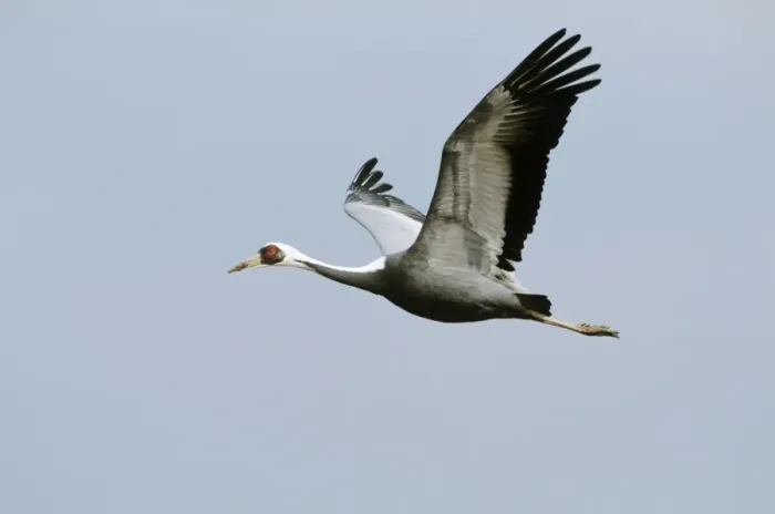 Framed Print : White-naped Crane - In flight - Arasaki swamps - Kagoshima Prefecture - Kyushu - Japan - central Asia to Japan JPF39808 Framed Print : White-naped Crane - In flight - Arasaki swamps - Kagoshima Prefecture - Kyushu - Japan - central Asia to Japan JPF39808