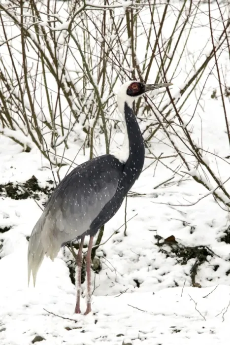 Framed Print : White-naped Crane - in snow. Captive Framed Print : White-naped Crane - in snow. Captive