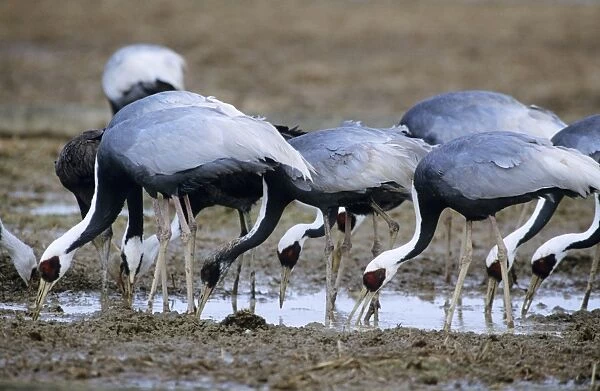White-naped Crane - wintering birds Arasaki swamps Kagoshima Pref. Kyushu, Japan