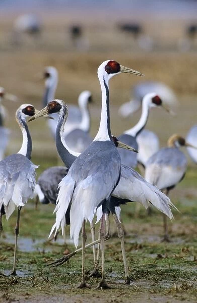 White-naped Crane - wintering birds Arasaki swamps Kagoshima Pref. Kyushu, Japan