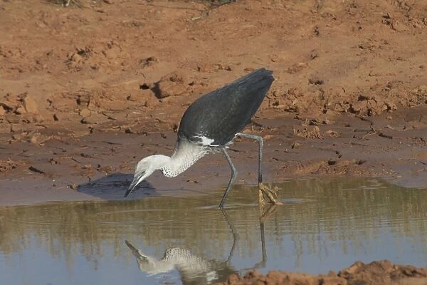 White-necked Heron - at drying pool, also known as Pacific Heron At Lajamanu an aboriginal settlement on the northern edge of the Tanami Desert. Northern territory, Australia