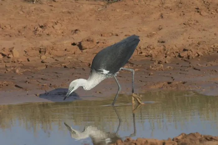 Framed Print : White-necked Heron - at drying pool, also known as Pacific Heron At Lajamanu an aboriginal settlement on the northern edge of the Tanami Desert. Northern territory, Australia Framed Print : White-necked Heron - at drying pool, also known as Pacific Heron At Lajamanu an aboriginal settlement on the northern edge of the Tanami Desert. Northern territory, Australia