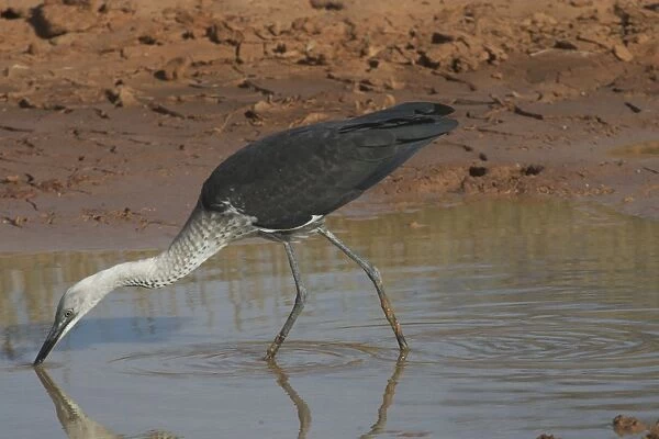 White-necked Heron - at drying pool. Also known as Pacific Heron At Lajamanu an aboriginal settlement on the northern edge of the Tanami Desert. Northern territory, Australia