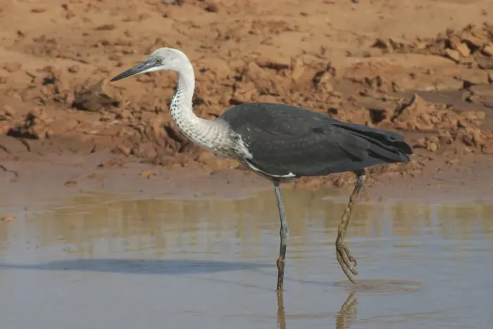 Framed Print : White-necked Heron - at drying pool. Also known as Pacific Heron At Lajamanu an aboriginal settlement on the northern edge of the Tanami Desert. Northern territory, Australia Framed Print : White-necked Heron - at drying pool. Also known as Pacific Heron At Lajamanu an aboriginal settlement on the northern edge of the Tanami Desert. Northern territory, Australia