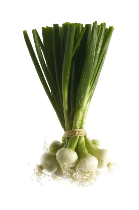 Framed Print : White Onion Framed Print : White Onion