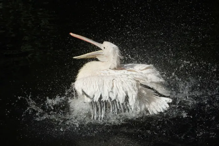 Framed Print : White Pelican - bird bathing in lake, Emmen, Holland Framed Print : White Pelican - bird bathing in lake, Emmen, Holland