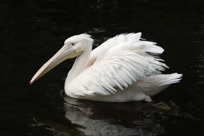 Framed Print : White Pelican - bird displaying its plumage on lake, Emmen, Holland Framed Print : White Pelican - bird displaying its plumage on lake, Emmen, Holland