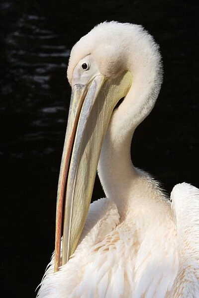 White Pelican - bird preening itself, Emmen, Holland