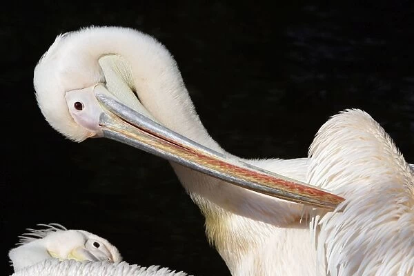 White Pelican - bird preening itself, Emmen, Holland