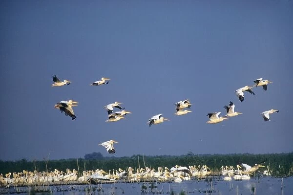 White Pelican Danube Delta Europe