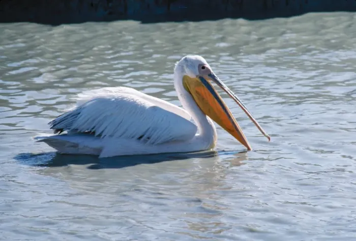 Framed Print : White Pelican - fishing Etosha National Park, Namibia, Africa Framed Print : White Pelican - fishing Etosha National Park, Namibia, Africa
