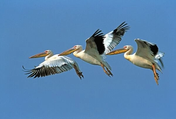 White Pelican - three in flight