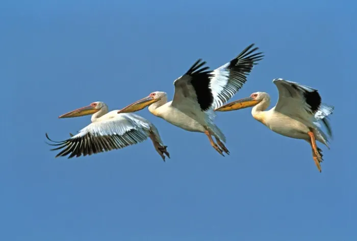 Framed Print : White Pelican - three in flight Framed Print : White Pelican - three in flight