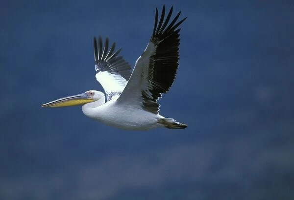 White Pelican In flight