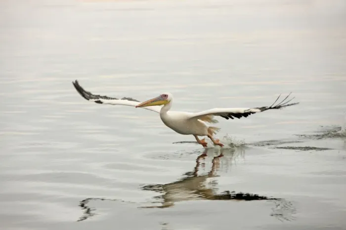 Framed Print : White Pelican - in flight landing on water. Namibia - Africa Framed Print : White Pelican - in flight landing on water. Namibia - Africa